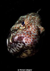 My first serious attempt at snoot photography - honeycomb... by Michael Gallagher 
